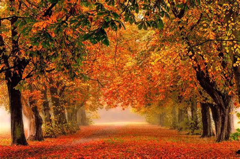 Autumn Forest Path Wallpapers - Wallpaper Cave