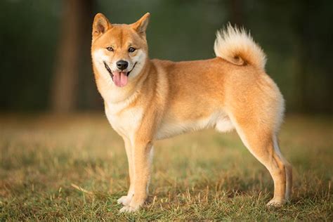 Shiba Inu Dog Breed Information