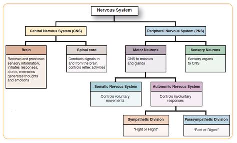 What is the function of the sensory division of the peripheral nervous ...