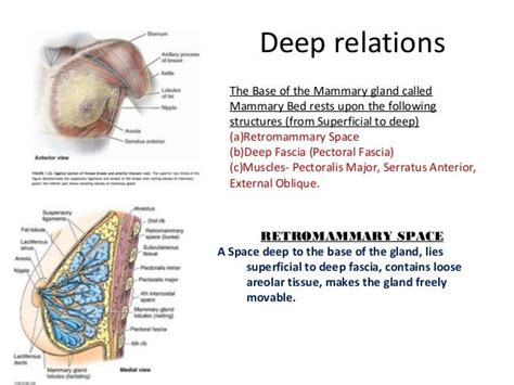 The anatomy of pectoral region