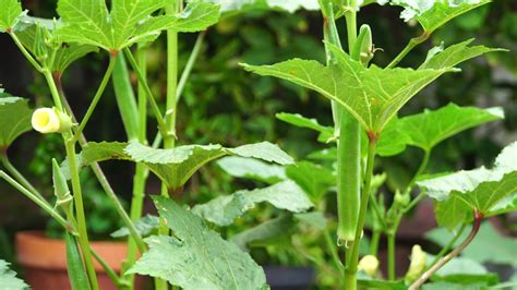 California Gardening: How to grow Okra in Containers – Growing Nombo ...