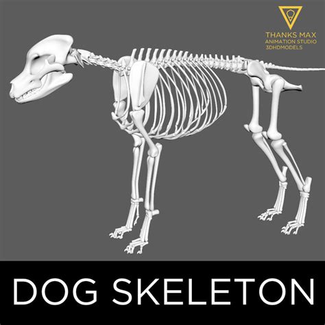 3d model canine skeleton bones