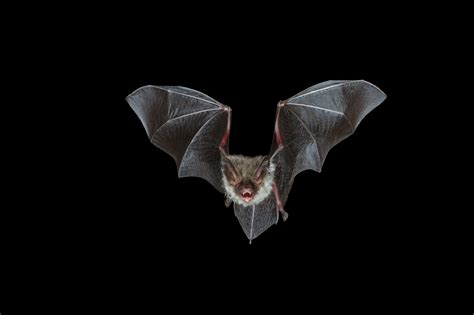 Bats | Alar Ecology News