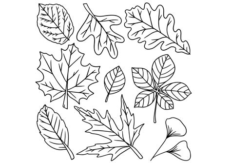 Autumn Leaves Outline Doodle Graphic by MyLittleDoodles · Creative Fabrica