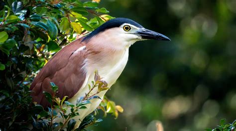 Nankeen Night-Heron - BirdLife Australia