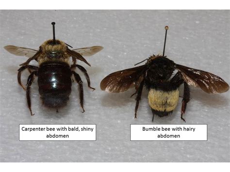 Carpenter Bee Male Vs Female