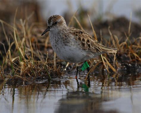 Sandpiper detectives pinpoint trouble spots i | EurekAlert!