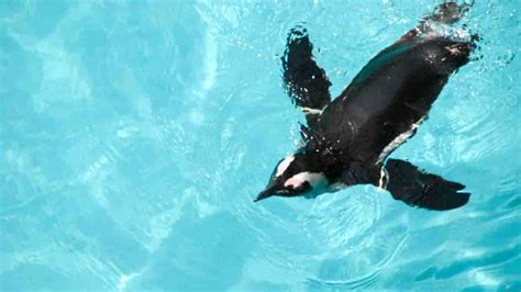 How Do Penguins Use Their Wings to Swim Underwater