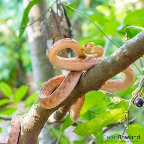 Brown Tree Snake - Peter Rowland Photographer & Writer