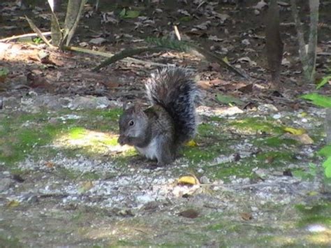 Photo - Yucatan Squirrel - Sciurus yucatanensis - Observation.org