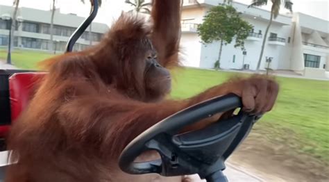 Orangutan Drives A Golf Cart With One Hand