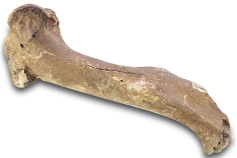 14.2" Pleistocene Fossil Horse (Equus) Femur - Florida (#265353) For ...