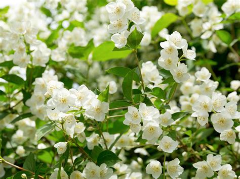 Common Jasmine Growing Conditions