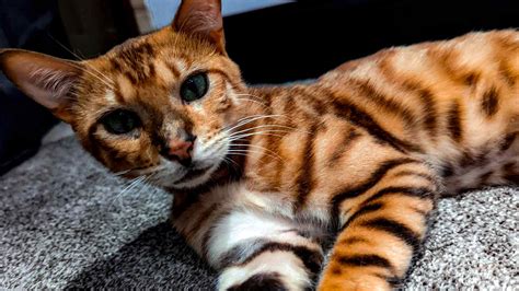 Bengal Cat Training Guide - Iconic Bengal Cat Breeders