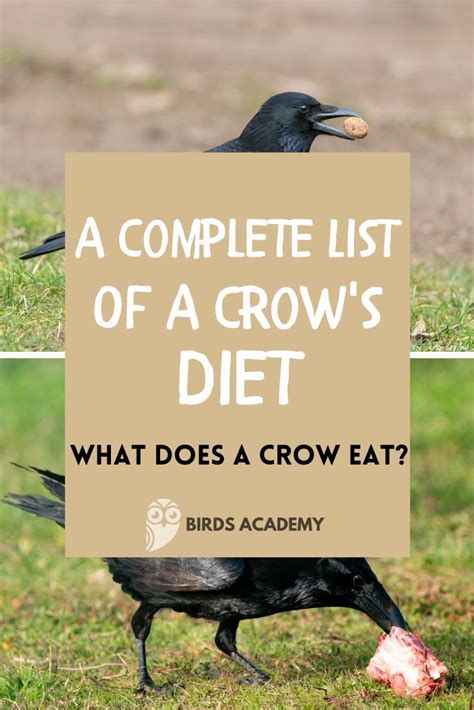 A Fascinating Look into a Crow's Diet