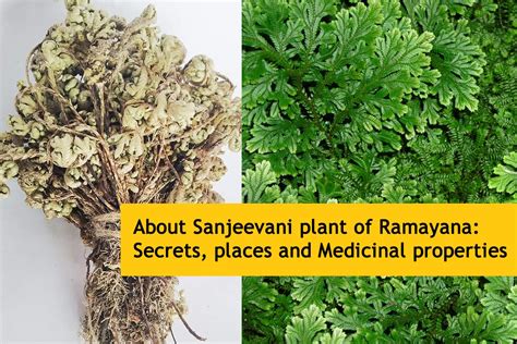 About Sanjeevani Plant (Buti) of Ramayana: Secrets, Places and ...