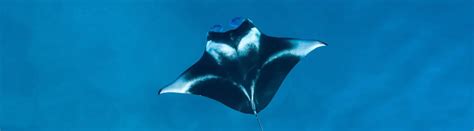 13 Manta Ray Facts About The Largest Elasmobranchs