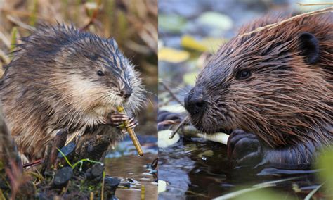 What's the difference?: Beaver vs. muskrat | Forest Preserve District ...