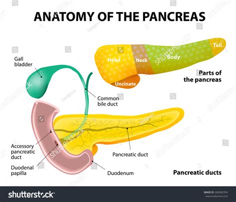 Pancreas Diagram: Over 3,640 Royalty-Free Licensable Stock Vectors ...