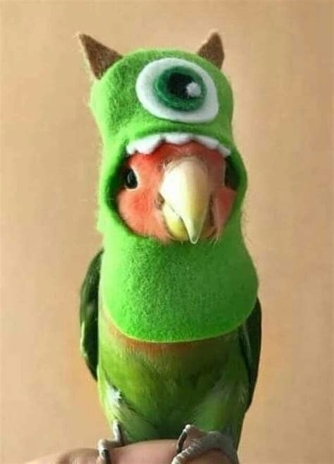 💚💚💚 | Cute animals, Cute little animals, Funny parrots