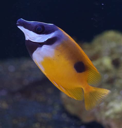 Rabbitfish – Foxface - Live Gem Factory Ltd.