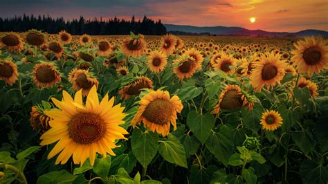 Sunflowers Flowers Field Forest 4K HD Wallpapers | HD Wallpapers | ID ...