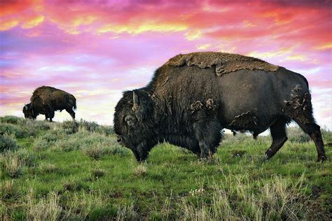 Yellowstone Buffalo & Bison Photograph by Dan Anderson