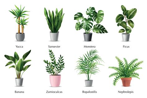 House Plants Set 4730276 Vector Art at Vecteezy