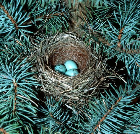 Chipping Sparrow - American Bird Conservancy