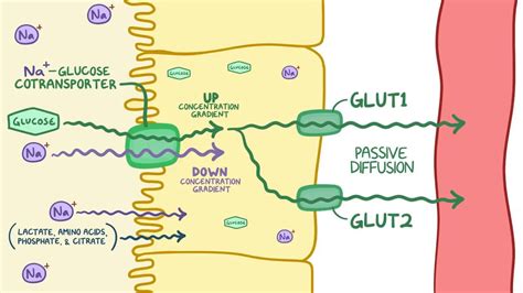 Proximal convoluted tubule: Video, Anatomy & Definition | Osmosis