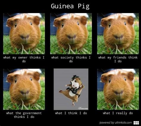 Guinea pig be like - Meme by Melon_King :) Memedroid