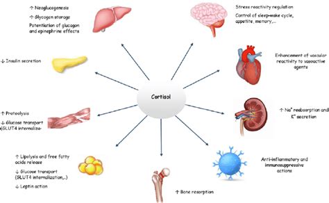 Corticosteroids: Uses, Mechanism of action, Side effects, Precautions ...