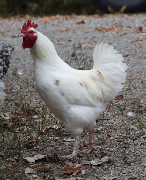 Chicken Breed Focus - Erminette