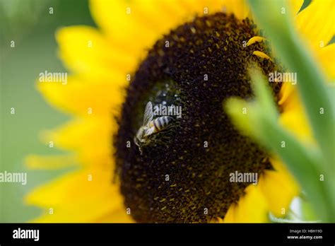 Bee on sunflower Stock Photo - Alamy