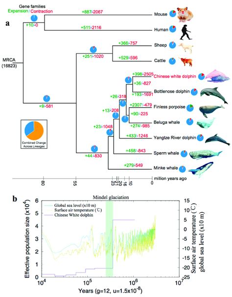 Evolution of the Chinese white dolphin. (a) A phylogenetic tree of the ...