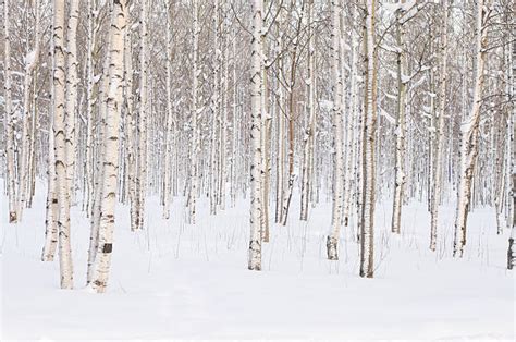 45,400+ Winter Birch Trees Pics Stock Photos, Pictures & Royalty-Free ...