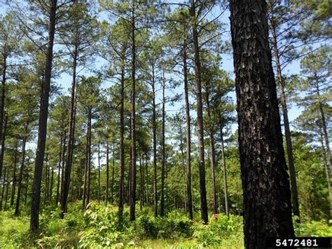 Meet A Tree: The Loblolly Pine - Pinus taeda