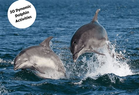 20 Dynamic Dolphin Activities - Teaching Expertise