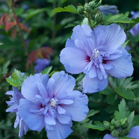 Differentiating and Caring for the Rose of Sharon Hibiscus - Dengarden