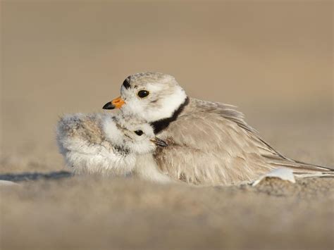 Piping Plover Nesting (Location, Eggs + Behavior) | Birdfact