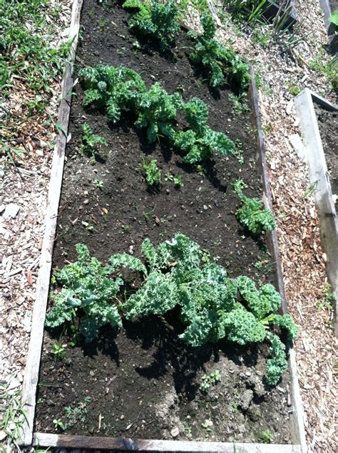 Growing Kale from Seeds vs. Transplanting Kale Seedlings - Lucid Practice