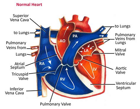 Heart Diagram Not Labeled