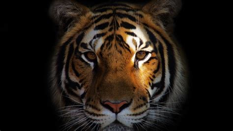 animals, Tiger Wallpapers HD / Desktop and Mobile Backgrounds