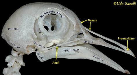 BIO370-Bird Skulls