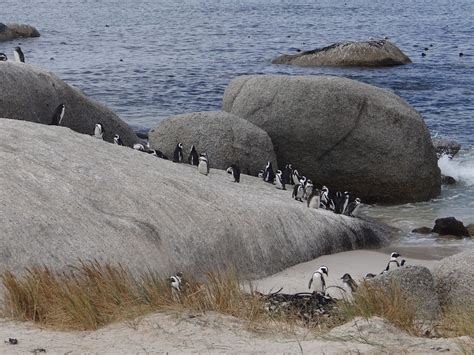 Boulders Pinguïns | Foto | Marlieke Eppink’s reisblog