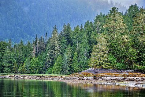 Old-growth forests of Pacific Northwest could be key to climate action