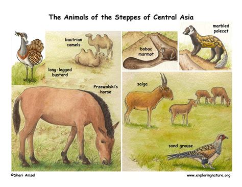 Steppes of Central Asia