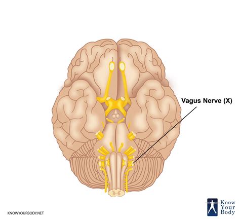 Vagus Nerve - Function, Location, Anatomy and FAQs