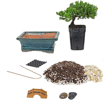 Bonsai Starter Kits | Bonsai Tree Gardener