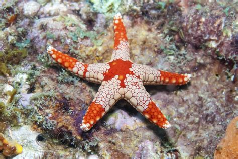 Starfish in Saltwater Aquariums | Invertebrates | The Algae Lab - AlgaeBarn